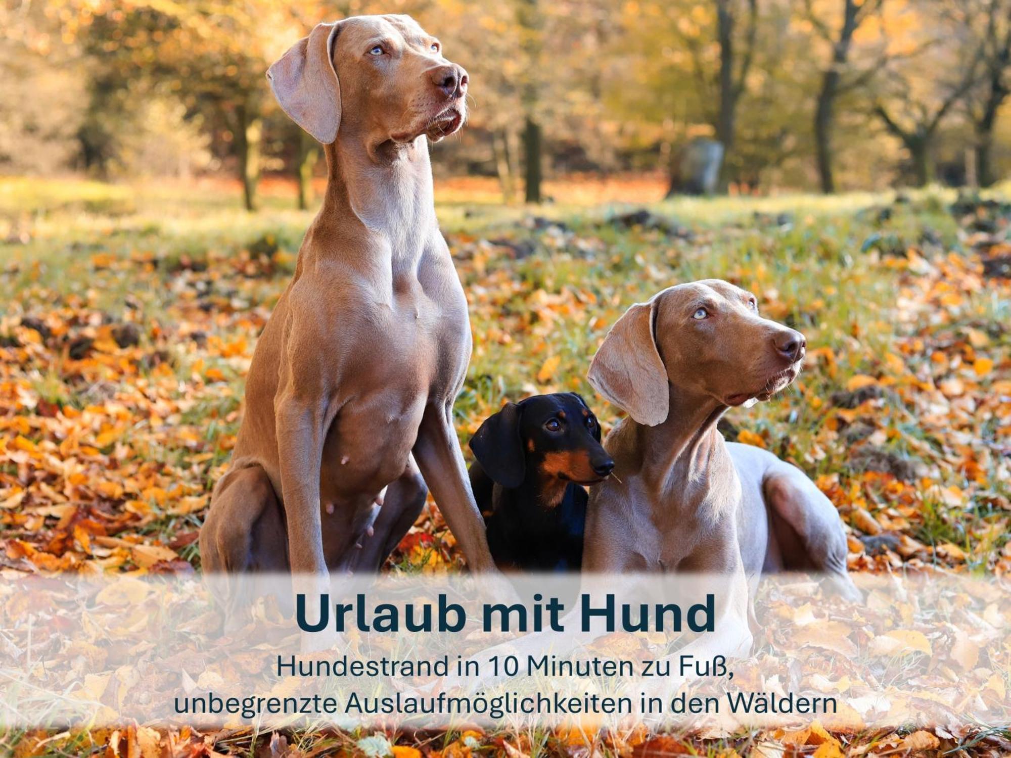 Zinnowitz, Paradies-Moeskenweg Buitenkant foto